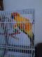 Conure Birds for sale in Wildwood, FL, USA. price: NA