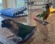 Conure Birds for sale in Beverly, MA, USA. price: NA