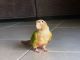 Conure Birds for sale in Cypress, TX 77433, USA. price: $500