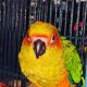 Conure Birds for sale in Matawan, NJ 07747, USA. price: $850