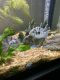 Convict Cichlid Fishes for sale in Irving, TX, USA. price: NA
