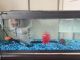 Convict Cichlid Fishes for sale in Yonkers, NY, USA. price: NA