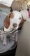 Coonhound Puppies for sale in Covington, KY, USA. price: NA