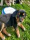 Coonhound Puppies for sale in Bennington, VT 05201, USA. price: $400