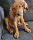 Coonhound Puppies for sale in Clarksville, TN, USA. price: $275