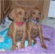 Coonhound Puppies