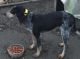 Coonhound Puppies for sale in Lexington, KY, USA. price: NA
