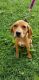 Coonhound Puppies for sale in Maryville, TN, USA. price: NA