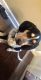 Coonhound Puppies for sale in 6130 Foster St, Overland Park, KS 66202, USA. price: $200