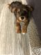 Corgi Puppies for sale in Pomona, CA, USA. price: $1,600