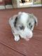 Corgi Puppies for sale in Trenton, KY, USA. price: $1,500