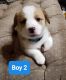 Corgi Puppies for sale in Richland Center, WI 53581, USA. price: $1,200