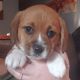 Corgi Puppies for sale in Martinsville, IN 46151, USA. price: NA