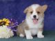 Corgi Puppies for sale in Los Angeles, CA, USA. price: $800