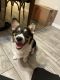 Corgi Puppies for sale in Kissimmee, FL, USA. price: NA