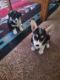 Corgi Puppies for sale in Dubois, ID 83423, USA. price: NA
