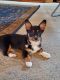 Corgi Puppies for sale in Henryville, IN, USA. price: $900