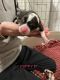 Corgi Puppies for sale in Powell Butte, OR 97753, USA. price: NA