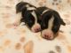 Corgi Puppies for sale in Waynesboro, VA 22980, USA. price: NA