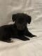 Corgi Puppies for sale in Everson, WA 98247, USA. price: NA