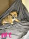 Corgi Puppies for sale in Bowling Green, OH, USA. price: $150
