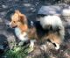 Corgi Puppies for sale in Viroqua, WI 54665, USA. price: $400