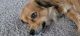 Corgi Puppies for sale in Owings Mills, MD, USA. price: $450