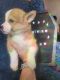 Corgi Puppies for sale in Fort Collins, CO, USA. price: NA