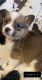 Corgi Puppies for sale in Harrodsburg, KY 40330, USA. price: $700