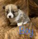 Corgi Puppies for sale in Eaton, CO 80615, USA. price: $850