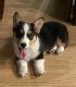 Corgi Puppies for sale in Mt Pleasant, TX 75455, USA. price: $850