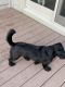 Corgi Puppies for sale in Temperance, MI 48182, USA. price: NA