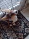 Corgi Puppies for sale in East Stroudsburg, PA 18301, USA. price: $2,500