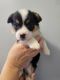 Corgi Puppies for sale in Burr Oak, MI 49030, USA. price: $1,250
