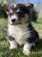 Corgi Puppies for sale in Ava, MO 65608, USA. price: $1,800