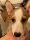 Corgi Puppies for sale in The Colony, TX, USA. price: NA