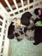 Corgi Puppies for sale in Allegan, MI 49010, USA. price: NA