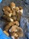 Corgi Puppies for sale in Colville, WA 99114, USA. price: $1,000