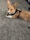 Corgi Puppies for sale in Somerville, OH 45064, USA. price: $600