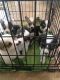 Corgi Puppies for sale in Spring Branch, TX 78070, USA. price: $1,600