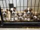 Corgi Puppies for sale in Chillicothe, MO 64601, USA. price: NA