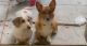 Corgi Puppies for sale in Fremont, CA, USA. price: NA