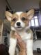 Corgi Puppies for sale in Spring Branch, TX 78070, USA. price: NA
