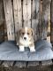 Corgi Puppies for sale in Ava, MO 65608, USA. price: $1,500