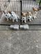 Corgi Puppies for sale in Wilton, CA, USA. price: NA
