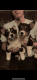 Corgi Puppies for sale in Eastland, TX 76448, USA. price: NA