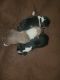 Corgi Puppies for sale in Logan, OH 43138, USA. price: NA