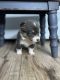 Corgi Puppies for sale in Stedman, NC 28391, USA. price: $2,200