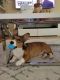Corgi Puppies for sale in Delray Beach, FL 33445, USA. price: $1,500