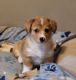 Corgi Puppies for sale in McCordsville, IN 46055, USA. price: NA